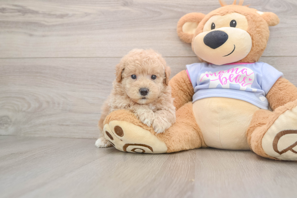 Popular Maltipoo Poodle Mix Pup