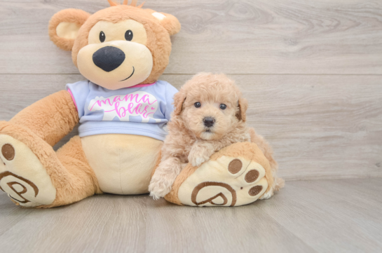 Best Maltipoo Baby