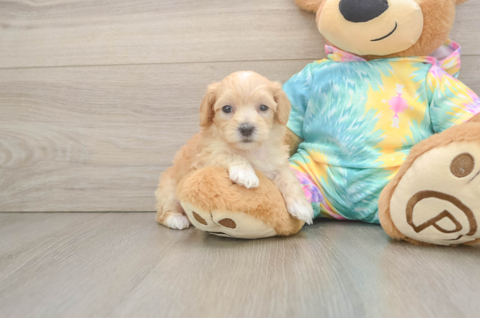 5 week old Maltipoo Puppy For Sale - Fairfield Furbabies