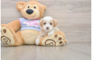 Playful Maltidoodle Poodle Mix Puppy