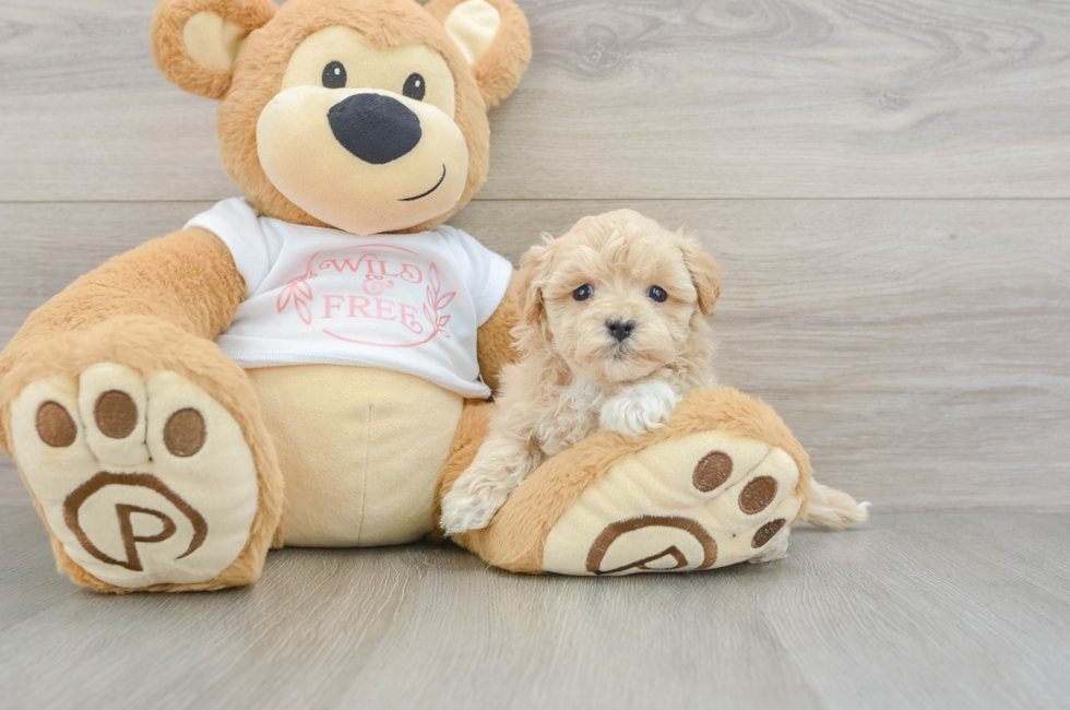 7 week old Maltipoo Puppy For Sale - Fairfield Furbabies