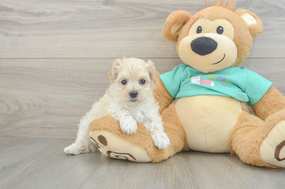 7 week old Maltipoo Puppy For Sale - Fairfield Furbabies
