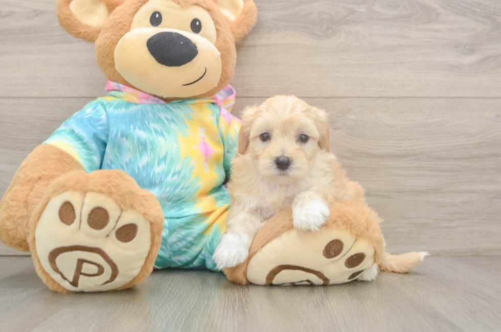 5 week old Maltipoo Puppy For Sale - Fairfield Furbabies