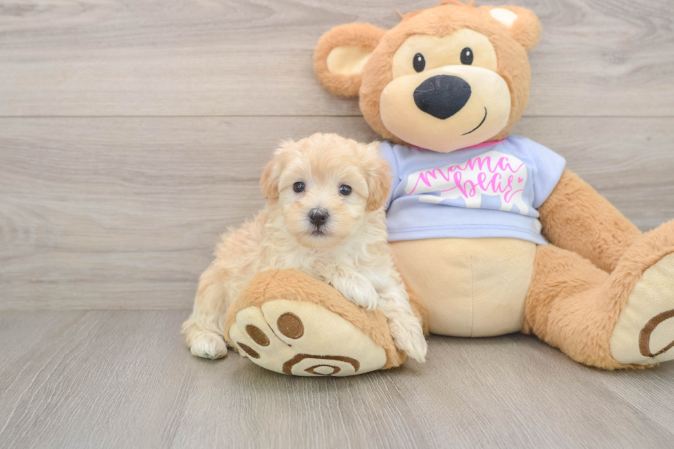 Best Maltipoo Baby