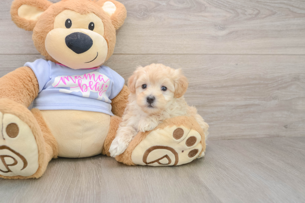 Happy Maltipoo Baby