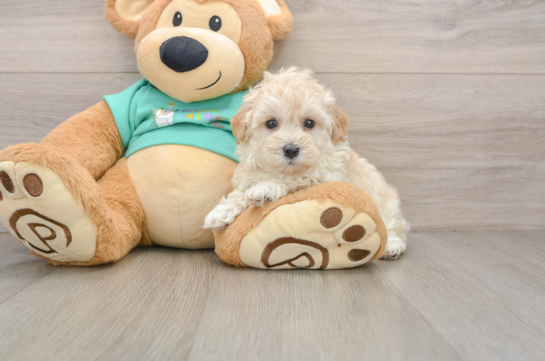 BLISS, a Maltipoo littermate
