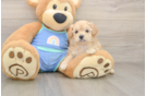 Popular Maltipoo Poodle Mix Pup