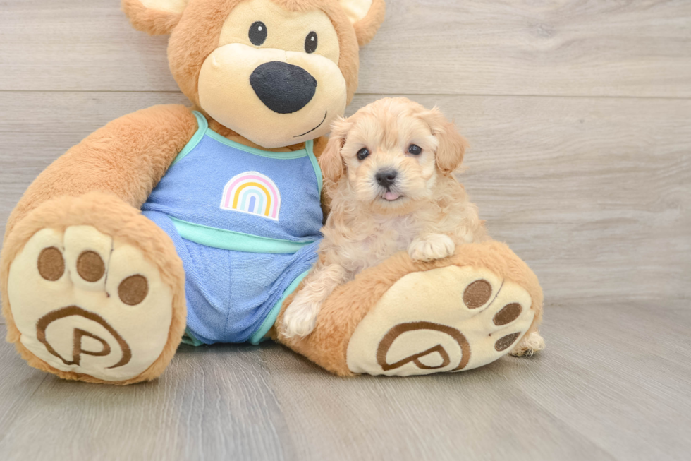 Popular Maltipoo Poodle Mix Pup