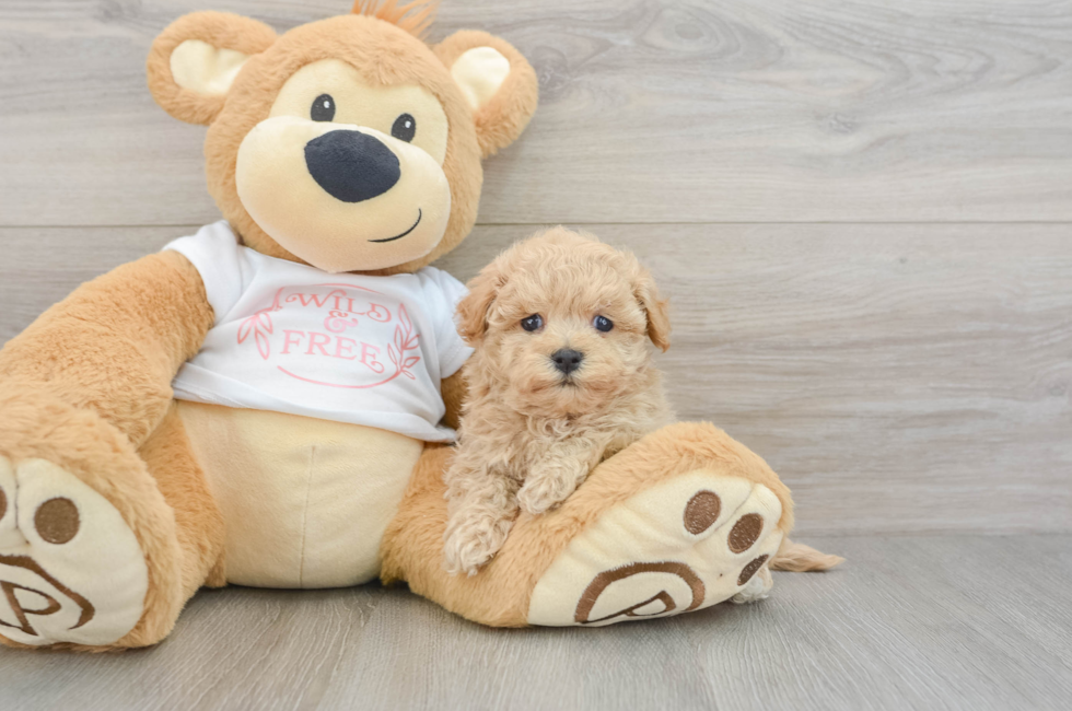 7 week old Maltipoo Puppy For Sale - Fairfield Furbabies