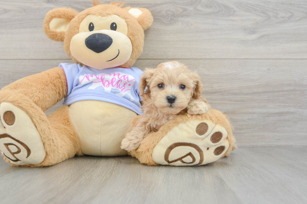 6 week old Maltipoo Puppy For Sale - Fairfield Furbabies