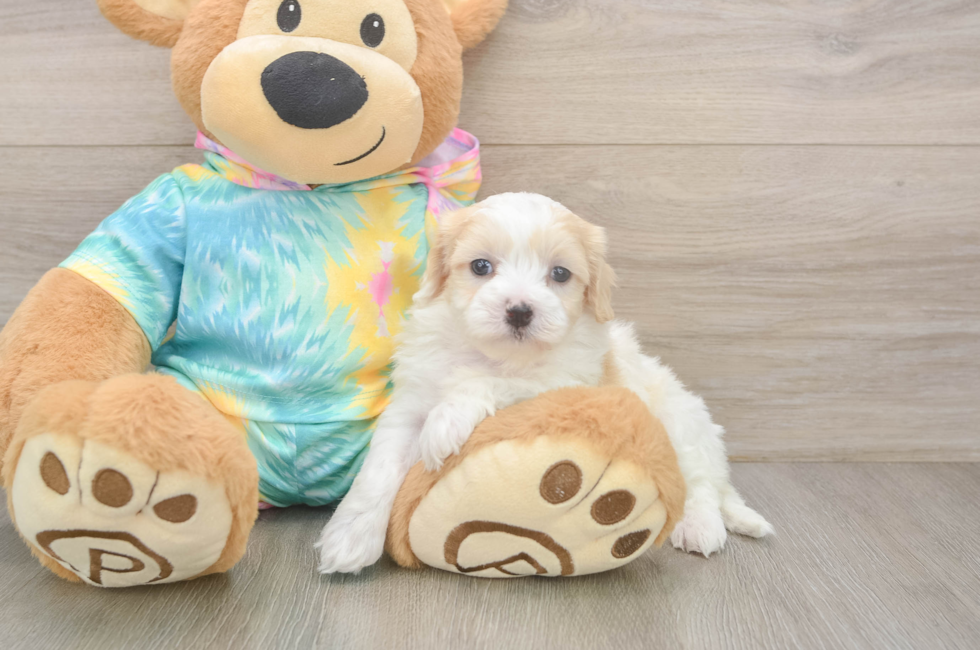 5 week old Maltipoo Puppy For Sale - Fairfield Furbabies
