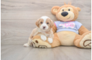 Popular Maltipoo Poodle Mix Pup