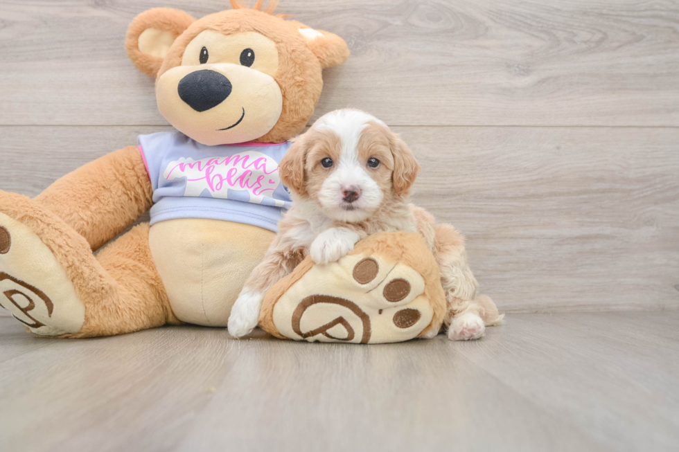 Maltipoo Pup Being Cute