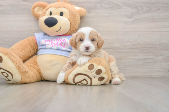Maltipoo Pup Being Cute