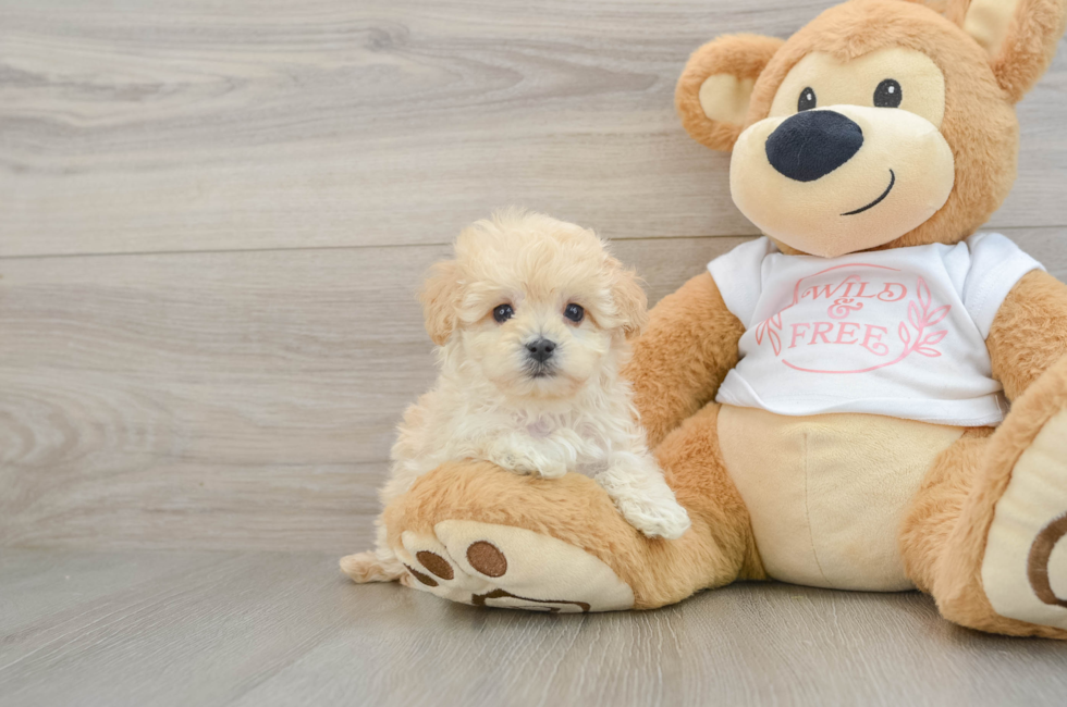 7 week old Maltipoo Puppy For Sale - Fairfield Furbabies