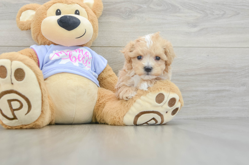 6 week old Maltipoo Puppy For Sale - Fairfield Furbabies
