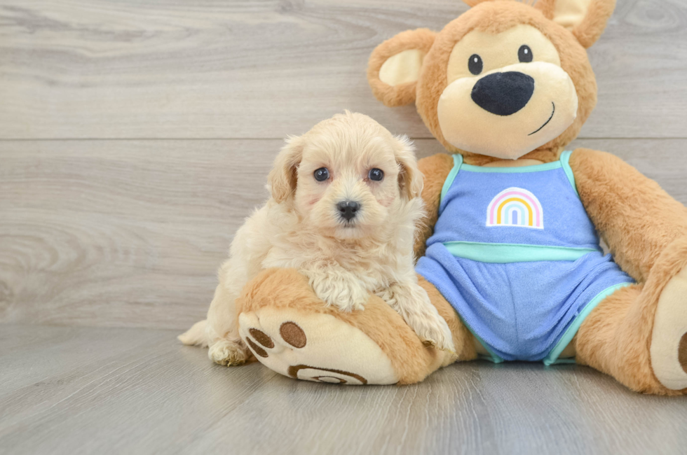 7 week old Maltipoo Puppy For Sale - Fairfield Furbabies