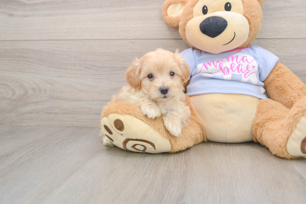 Energetic Malt a Poo Poodle Mix Puppy
