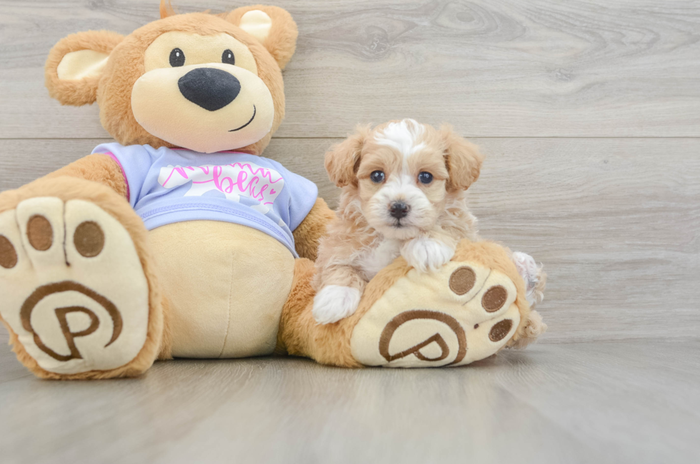 6 week old Maltipoo Puppy For Sale - Fairfield Furbabies