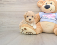 9 week old Maltipoo Puppy For Sale - Fairfield Furbabies