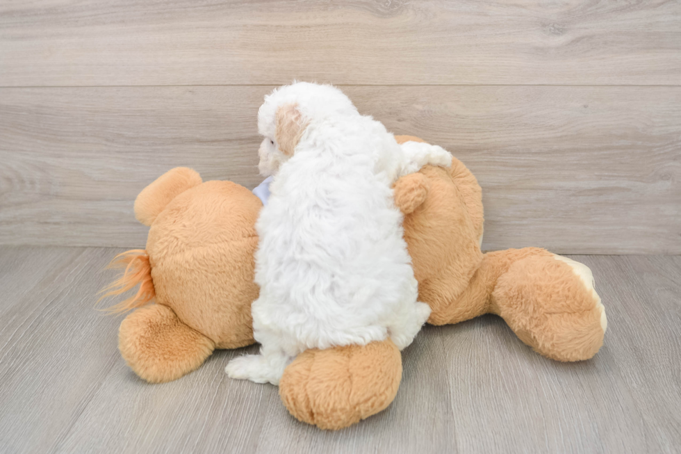 Petite Maltipoo Poodle Mix Pup