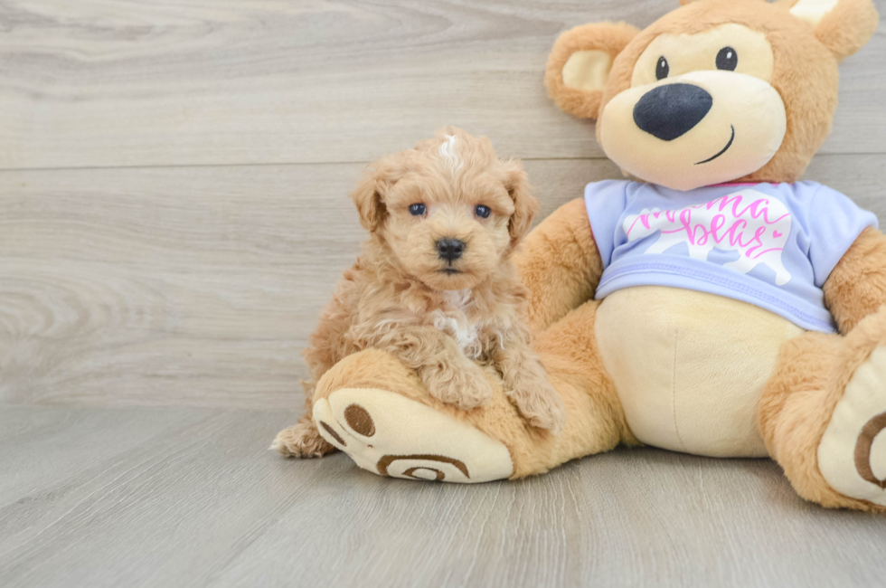 6 week old Maltipoo Puppy For Sale - Fairfield Furbabies