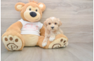 Best Maltipoo Baby