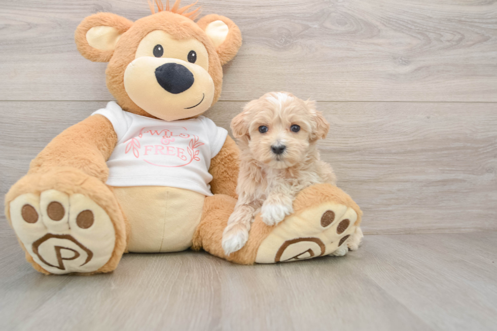 Best Maltipoo Baby