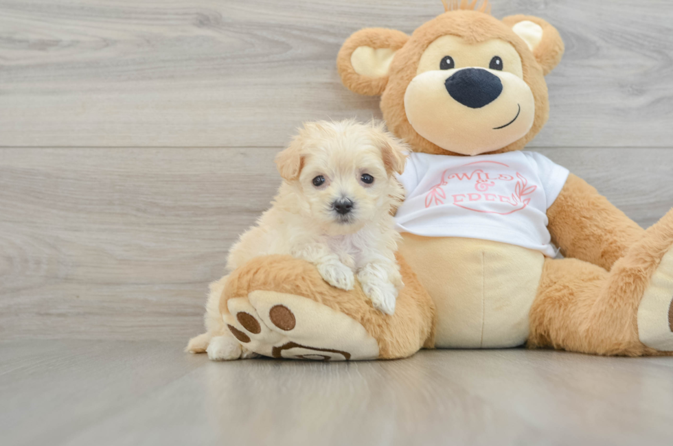 8 week old Maltipoo Puppy For Sale - Fairfield Furbabies