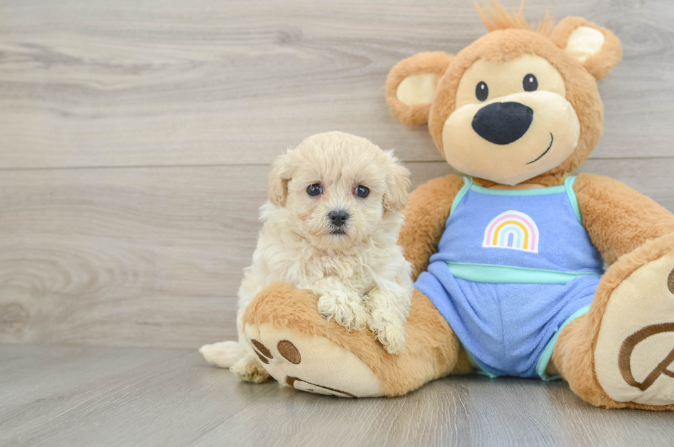 7 week old Maltipoo Puppy For Sale - Fairfield Furbabies