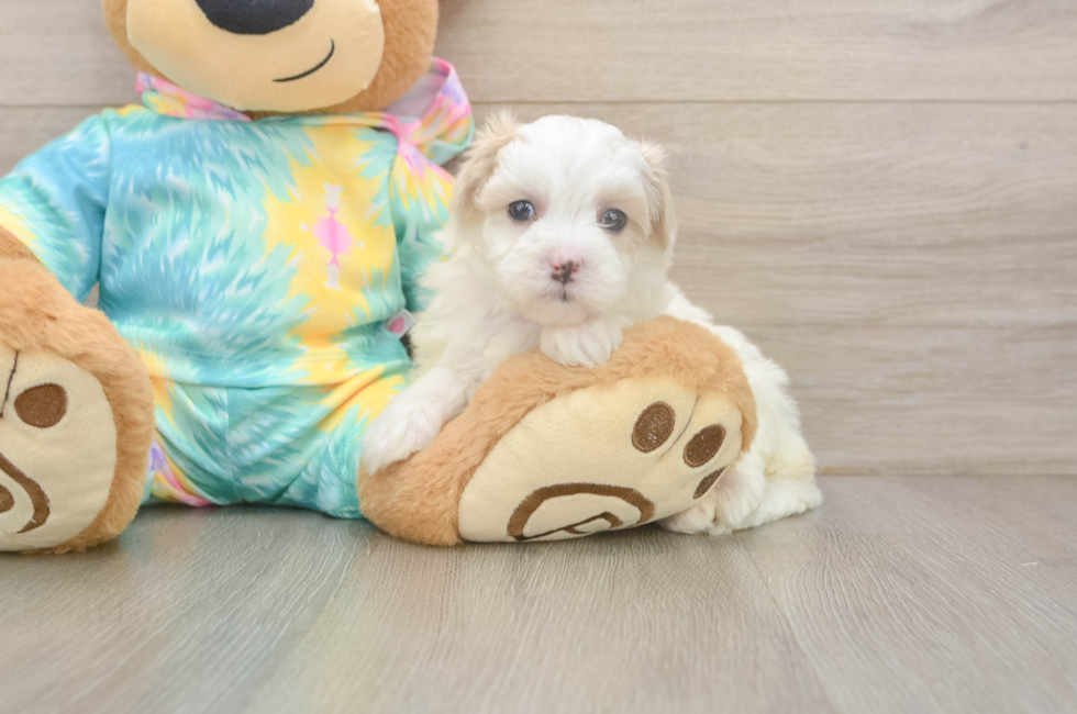 5 week old Maltipoo Puppy For Sale - Fairfield Furbabies