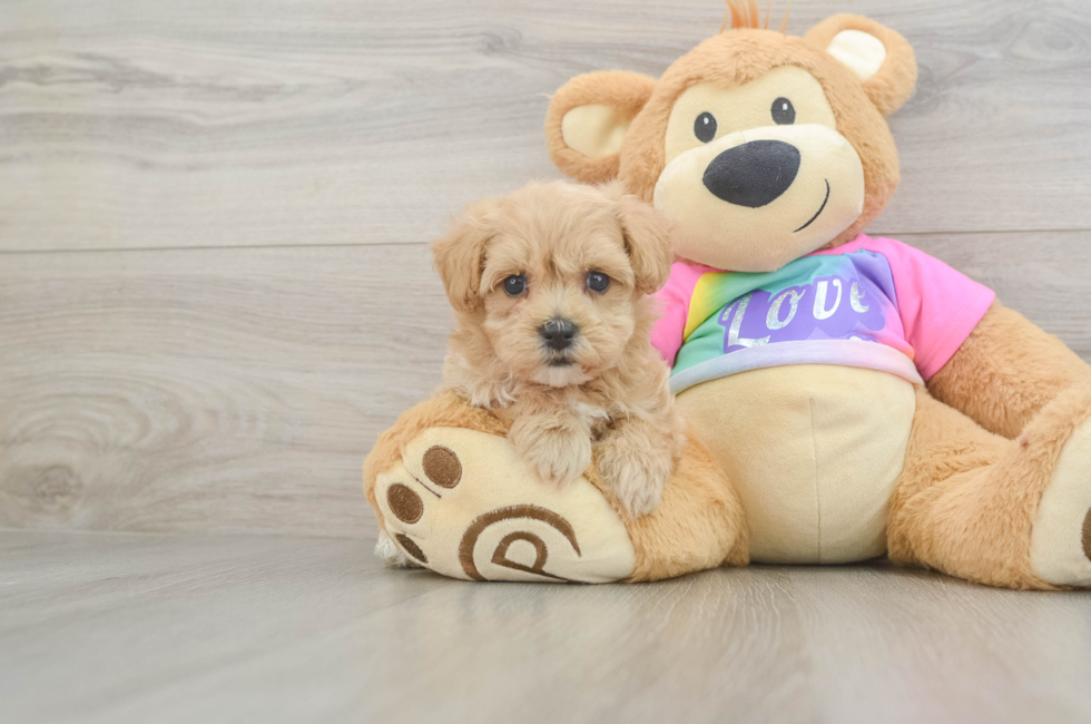 6 week old Maltipoo Puppy For Sale - Fairfield Furbabies