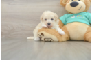 Friendly Maltipoo Baby