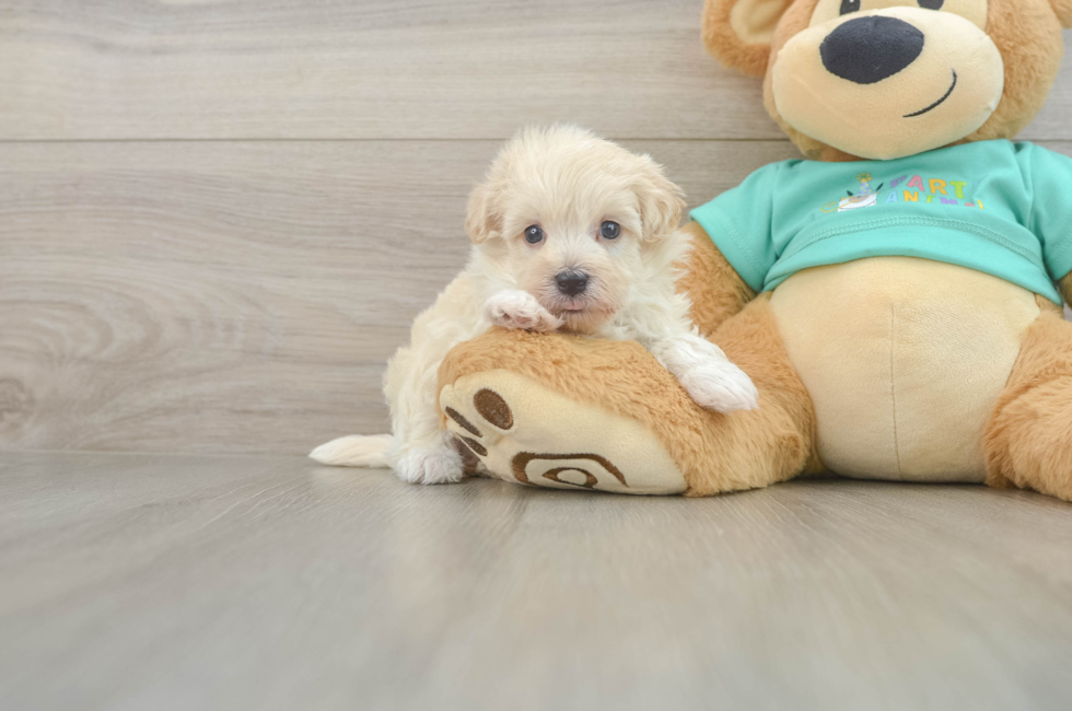 6 week old Maltipoo Puppy For Sale - Fairfield Furbabies
