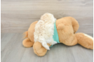 Best Maltipoo Baby
