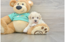 Best Maltipoo Baby
