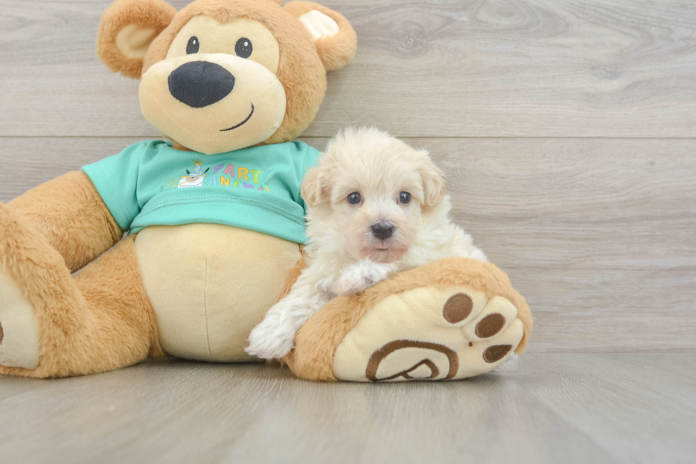 Best Maltipoo Baby