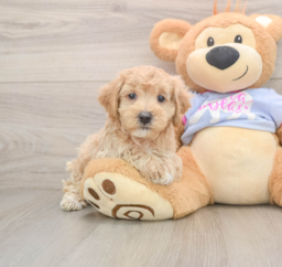 8 week old Maltipoo Puppy For Sale - Fairfield Furbabies