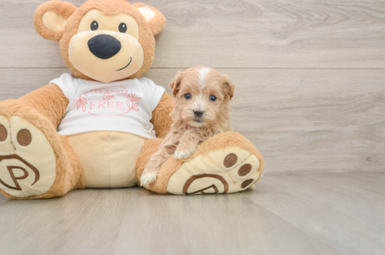 CAESAR, a Maltipoo littermate