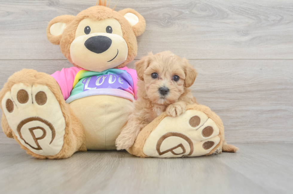 6 week old Maltipoo Puppy For Sale - Fairfield Furbabies
