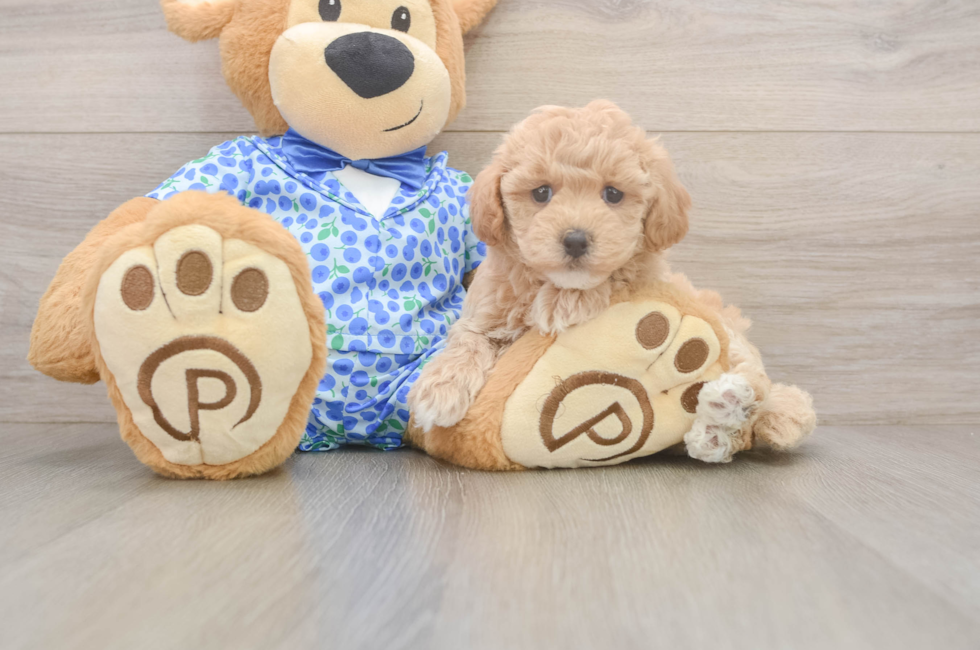 7 week old Maltipoo Puppy For Sale - Fairfield Furbabies