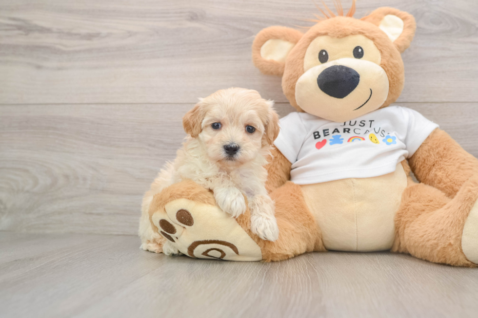 Best Maltipoo Baby