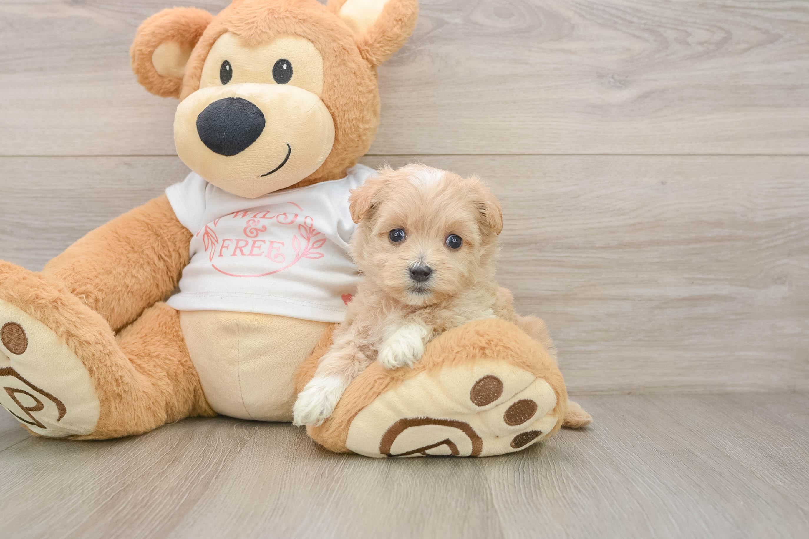 Best Maltipoo Baby