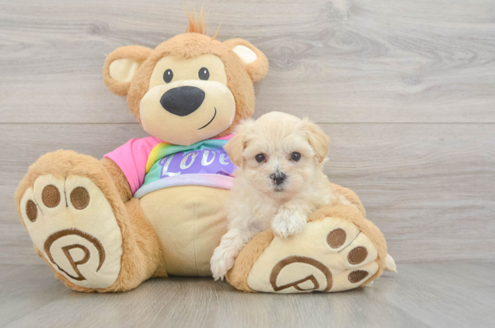 6 week old Maltipoo Puppy For Sale - Fairfield Furbabies