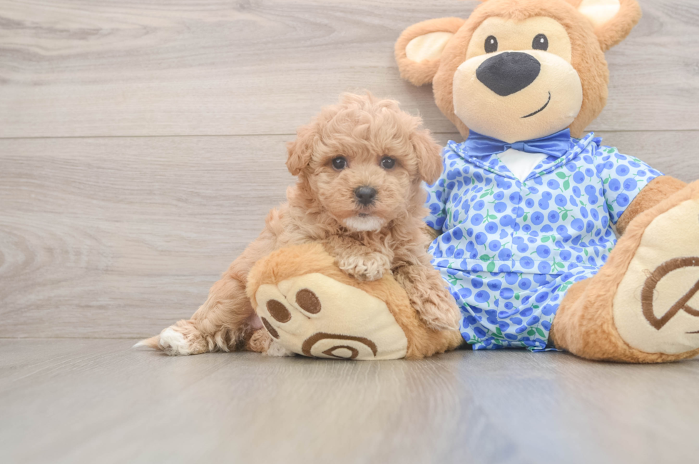 7 week old Maltipoo Puppy For Sale - Fairfield Furbabies