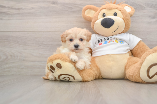 Sweet Maltipoo Baby