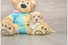 Best Maltipoo Baby