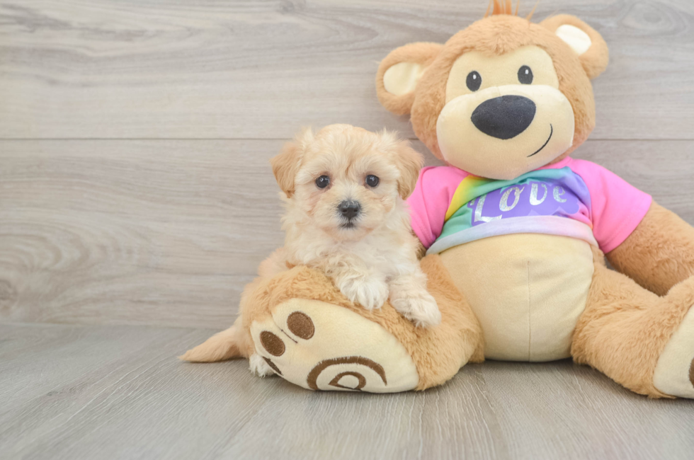 6 week old Maltipoo Puppy For Sale - Fairfield Furbabies