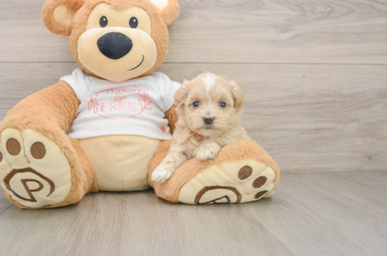 CARMEN, a Maltipoo littermate