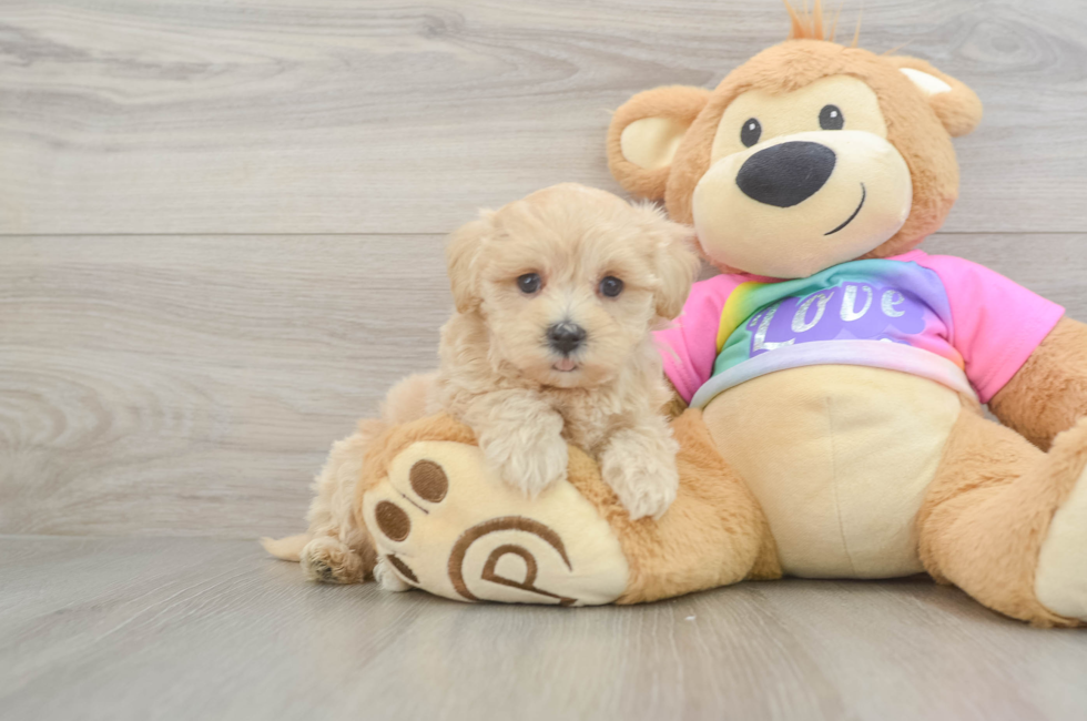 6 week old Maltipoo Puppy For Sale - Fairfield Furbabies